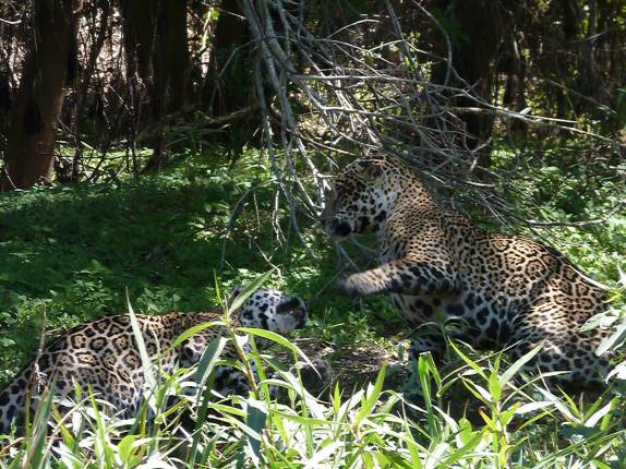 Casal de onças 'namora' em barranco do Rio Cuiabá, região de Porto Jofre, no final da rodovia Transpantaneira, no Pantanal Norte, no Mato Grosso
